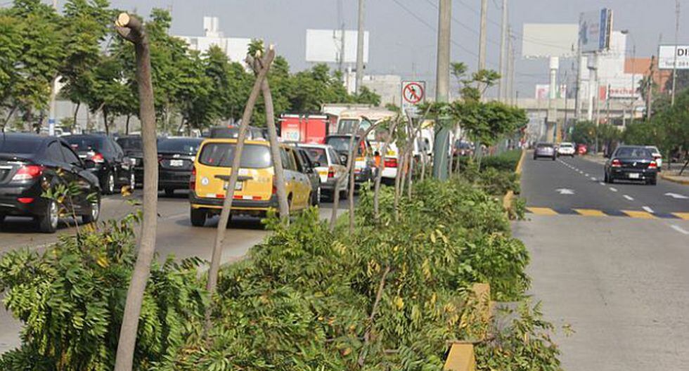 San Borja Denuncian Tala De Arboles En Avenida Angamos