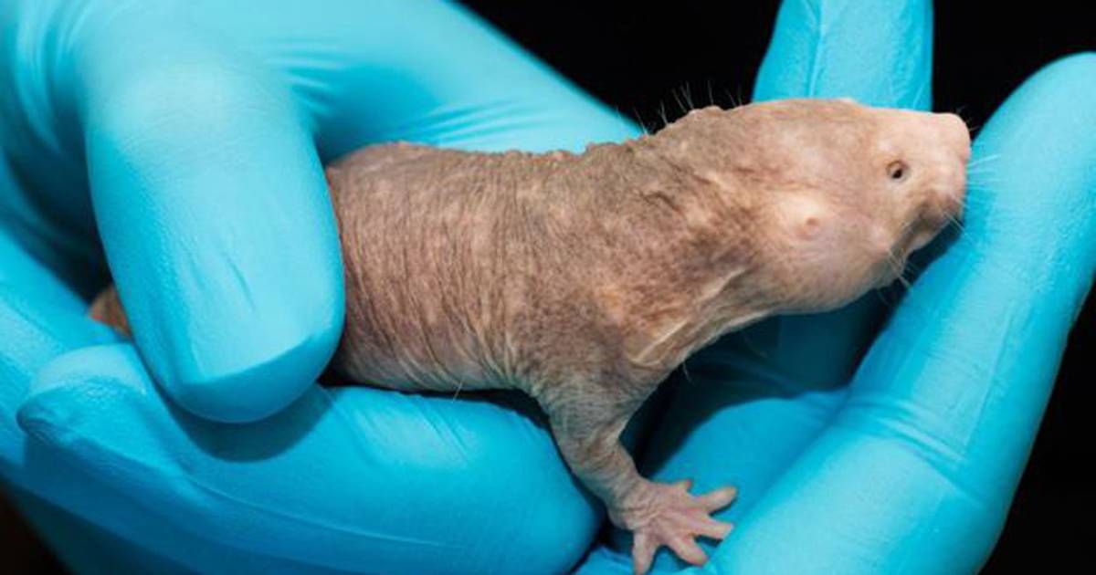 La rata topo desnuda y sus secretos de longevidad Publimetro Perú