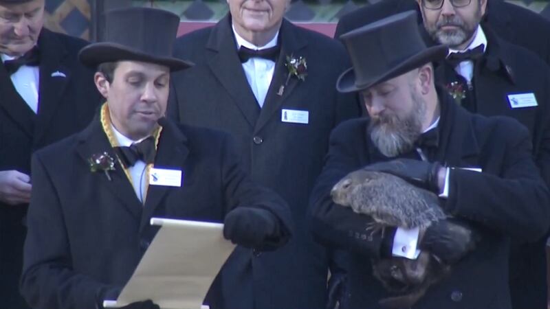 La marmota Phil es quien "pronostica" si el invierno acaba pronto o no