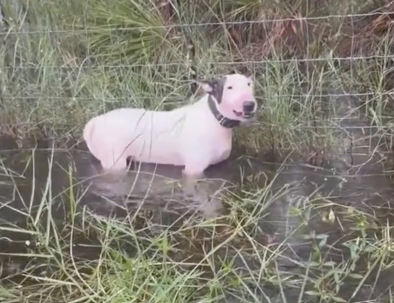 Gobernador Ron DeSantis condenó el abandono de mascotas en medio del huracán Milton en Florida.