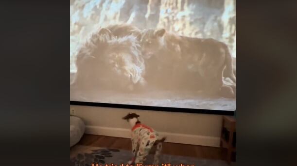 El perro Winston trataba de interactuar con los personajes, mientras veía 'El Rey León'