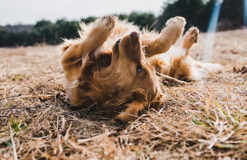 Los perros son extrovertidos