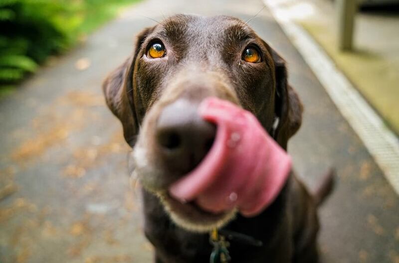 Los perros no son fáciles de engañar