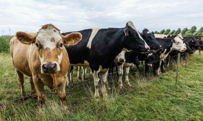 Vacas en Dinamarca