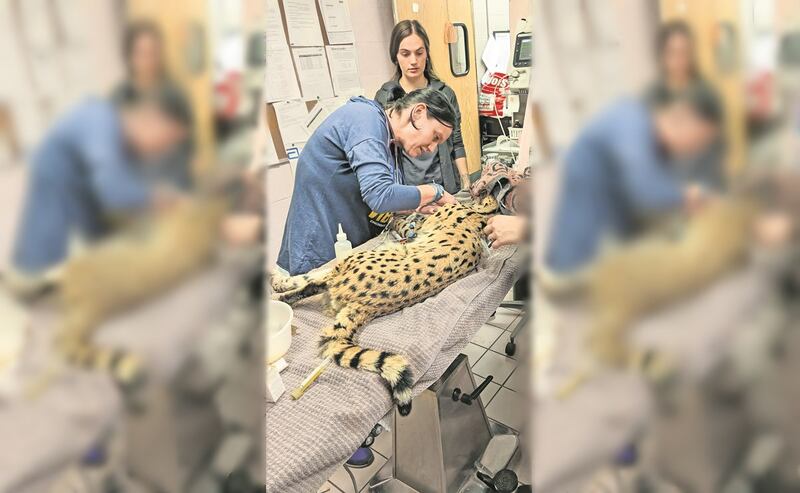 Fue atendido de inmediato por veterinarios