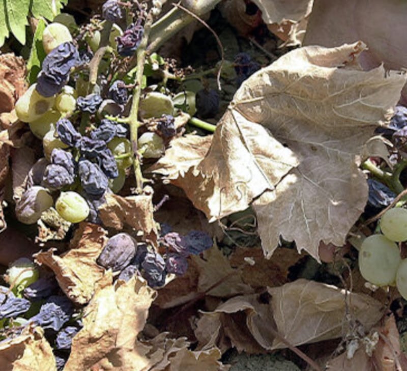 Ola de calor en China transforma uvas en pasas