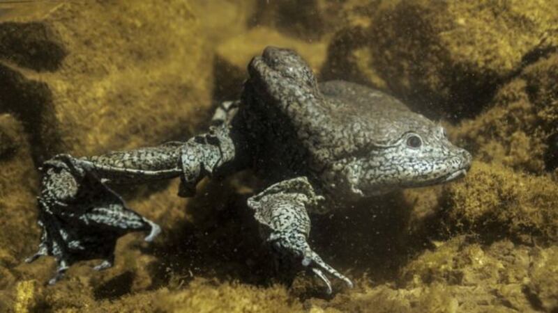 Rana gigante del Titicaca