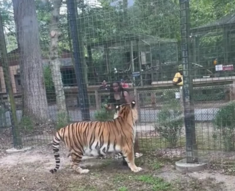 Jove salta reja para acariciar  a tigre en zoo.