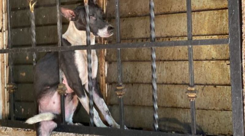 Un perrito de lo más travieso