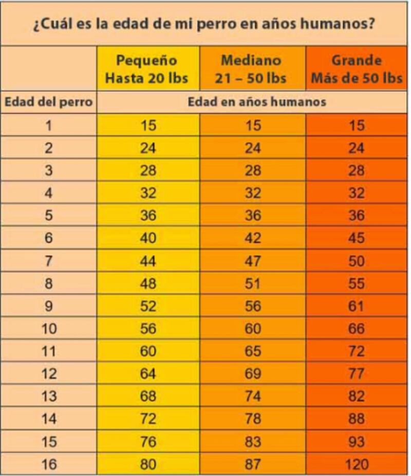 Tabla American Kennel Club (AKC) edad de perros