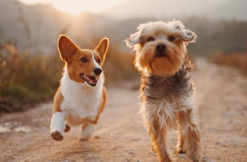 Los perros no son fáciles de engañar