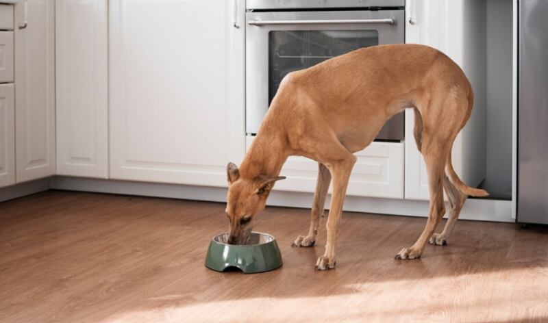 Perro de tiro completo comiendo en casa.