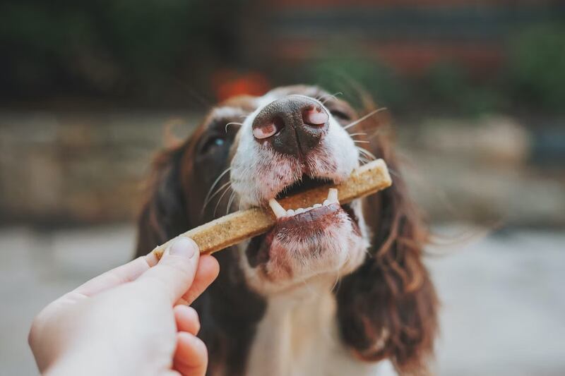 Lo mejor es que los perros se alimenten con comida especial para ellos