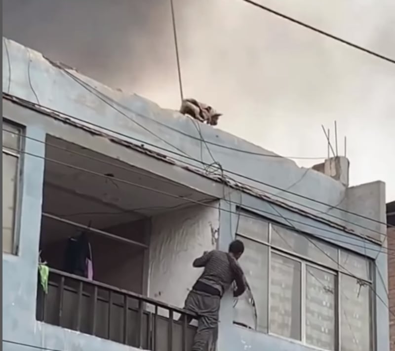 Joven en situación de calle rescató a perro en medio de incendio.