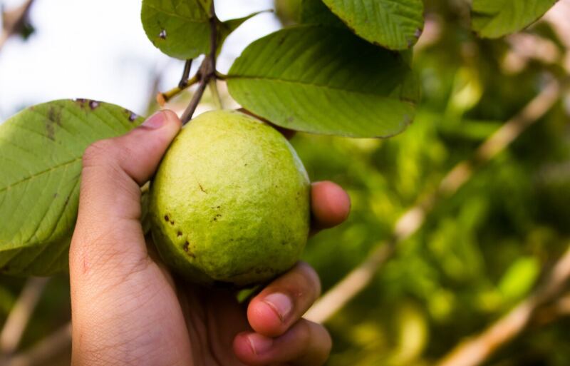 Puedes hacer jugos con la guayaba