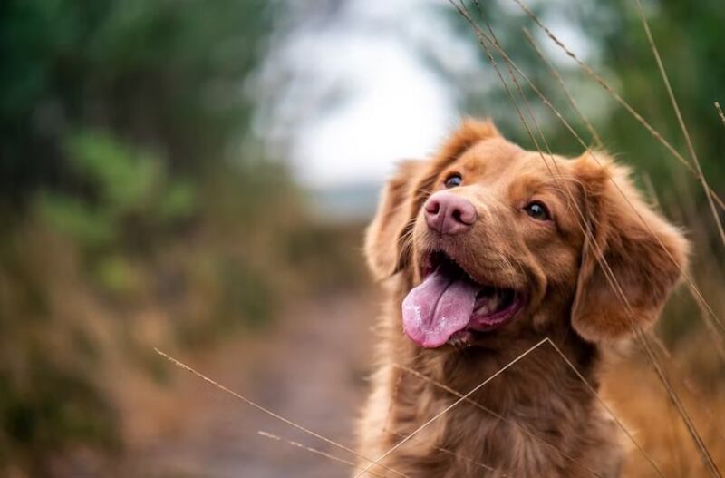 Los perros son de las mascotas más adorables