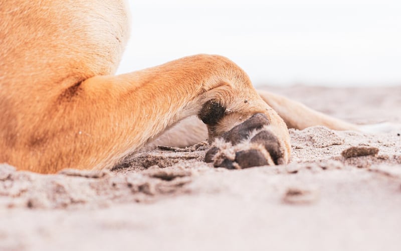 Foto de las lindas patas de un perro doméstico marrón en el suelo cubierto de arena