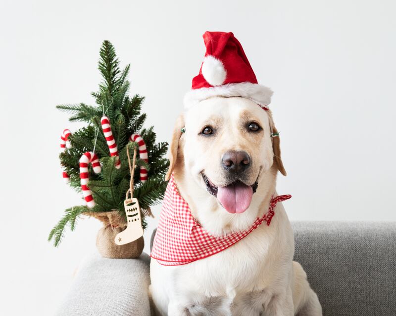 Panetone para cachorro? Sim, existe! Veja os detalhes desse “petiscão”!