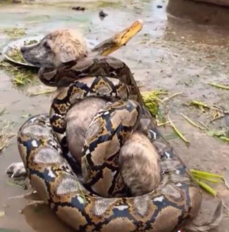 un perro se comería una serpiente