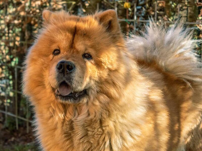 La raza Chow Chow es una de las más traviesas