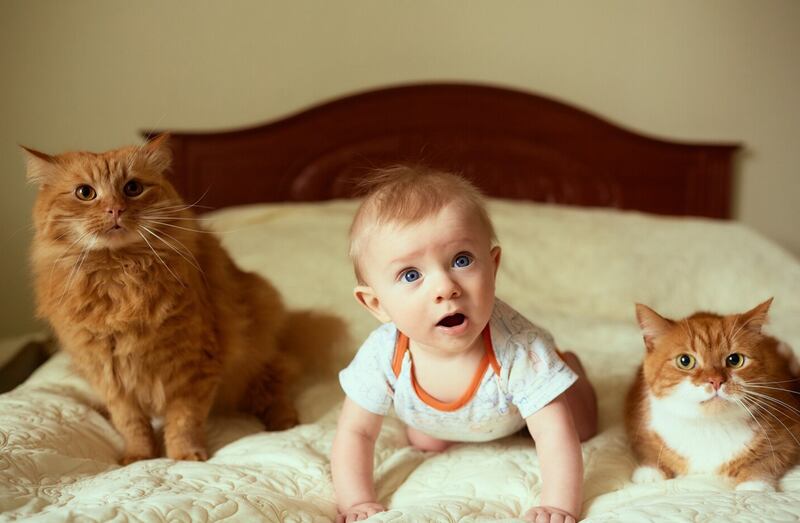 Según un estudio, no hay riesgo de alergias por el pelo de gato