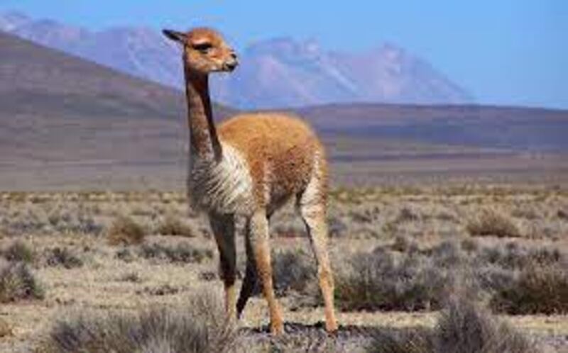 Vicuña en Lago Titicaca