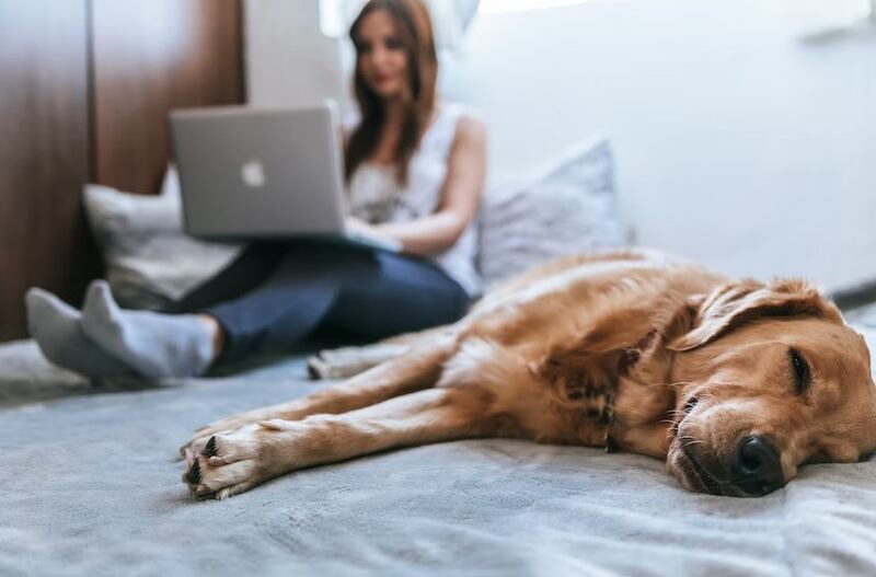 Las mascotas son parte de nuestra familia