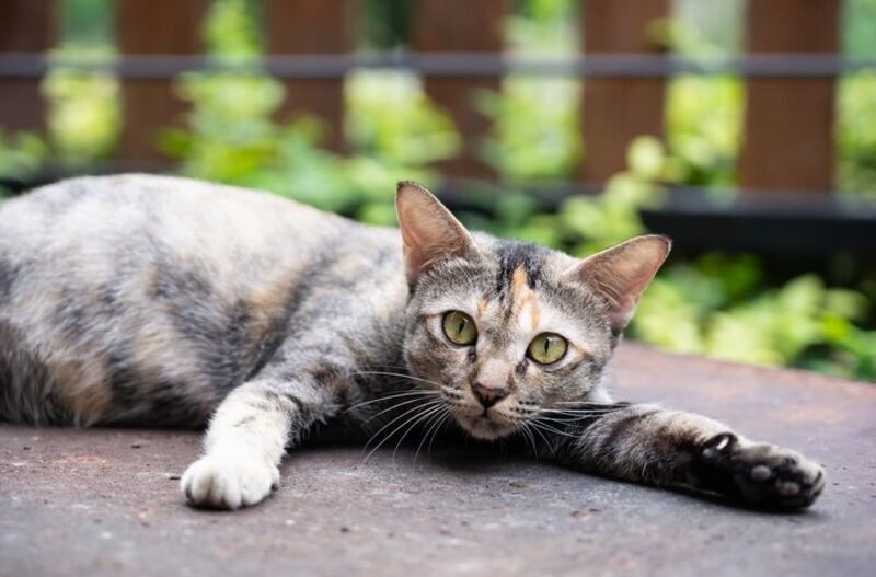 Los gatitos son de las mascotas más adorables