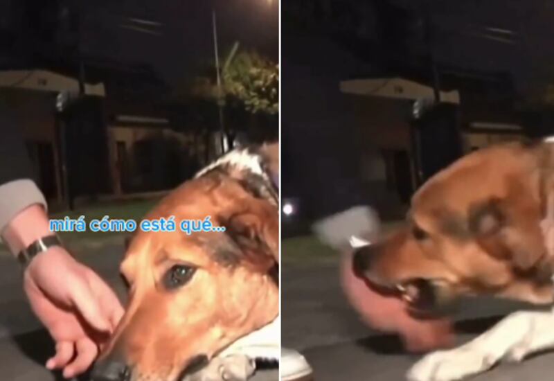 Perro se hizo viral.