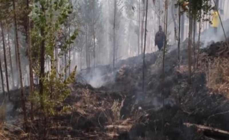 Incendios forestales arrasan con miles de hectáreas en 20 regiones de Perú.