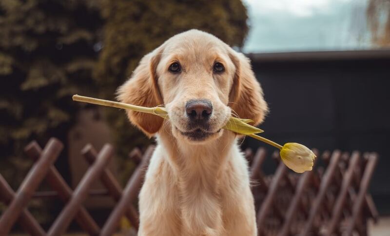 ¿Quién dijo que perros y gatos no pueden ser mejores amigos?